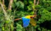 Images