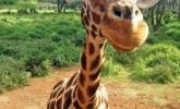 Images